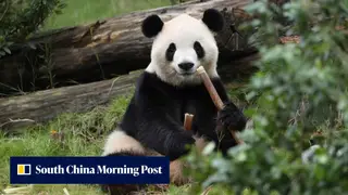 Image via South China Morning Post