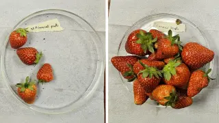 Image via ScienceDaily