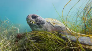 Image via Inside Climate News