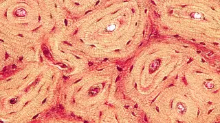 Image via New Scientist