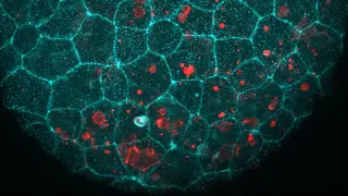 Image via ScienceDaily