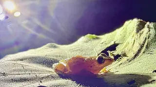 Image via The Garden Island