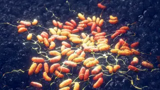 Image via Scientific American
