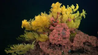 Image via ScienceDaily