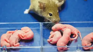 Image via Scientific American