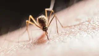 Image via Contagion Live