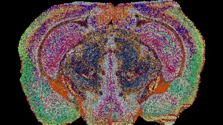 Image via ScienceDaily