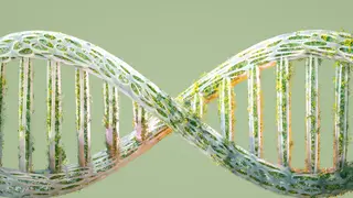 Image via Scientific American