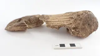 Image via Archaeology News Online Magazine