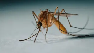 Image via Contagion Live