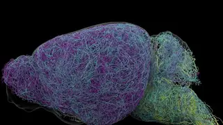 Image via SciTechDaily