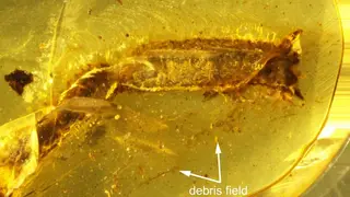 Image via Sci.News
