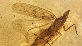 Image via SciTechDaily