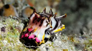 Image via Live Science