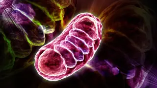 Image via ScienceDaily