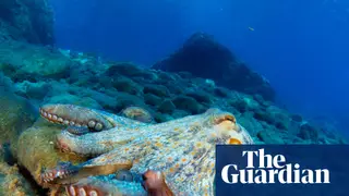 Image via The Guardian
