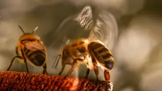 Image via ScienceDaily