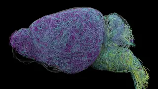 Image via ScienceDaily